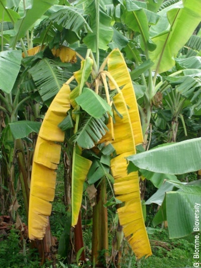 Yellow and wilted leaves are typical symptoms of Fusarium wilt, the yellowing typically progresses from the older to the younger leaves.