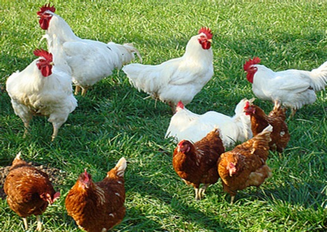 poultry backyard 54b54eac50d30