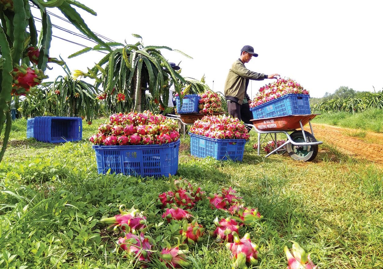 Improper post-harvest handling results in fruit and vegetable losses.