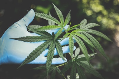 Cannabis Freshness Hand 2178565