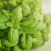 Basil Blur Close Up 1391505