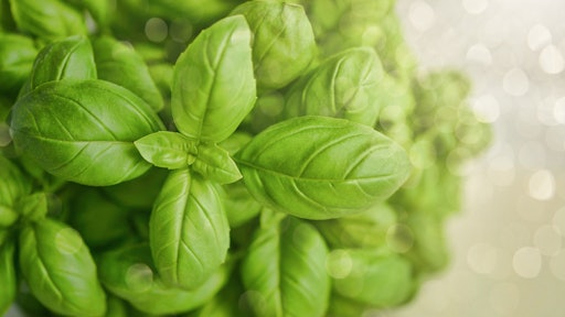 Basil Blur Close Up 1391505