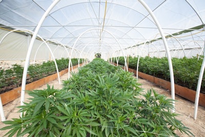 Marijuana