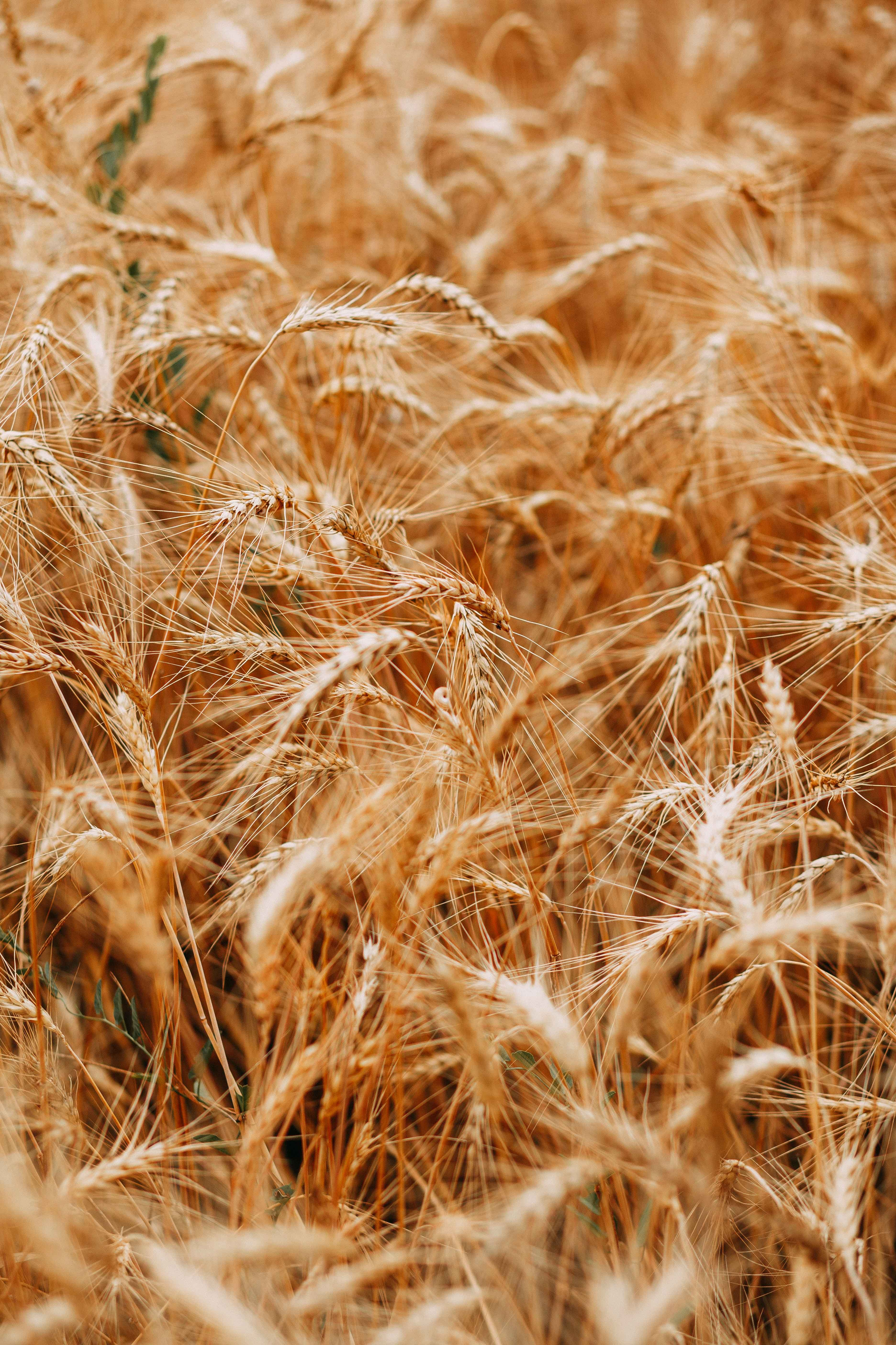 Colors Cropland Crops 1204998