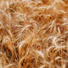 Colors Cropland Crops 1204998