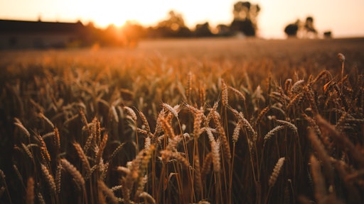 Sunset Field Of Grain 5980