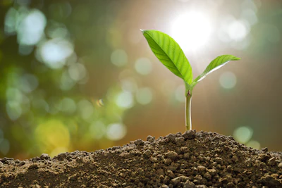 Stock Growing Plant