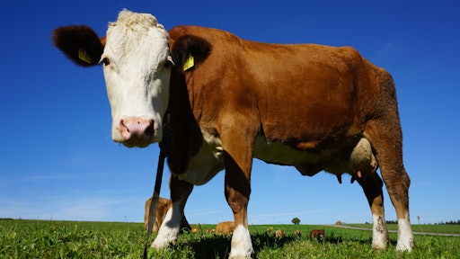 Portrait Of Cow Standing In Pasture 248337