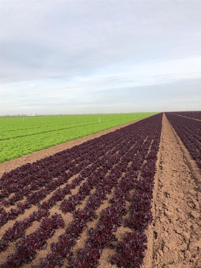 Proxima Group Third Party 3 Pl (image 1)