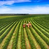 Getty Images 545103888 Coffee Harvesting