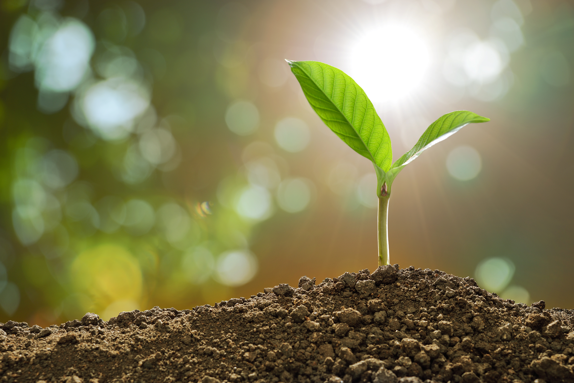 Stock Growing Plant