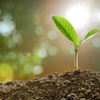 Stock Growing Plant