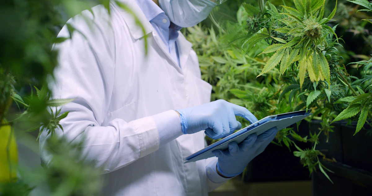 Top 3 Considerations for EU Pharmaceutical Cannabinoid Manufacturing - Vimarsana News