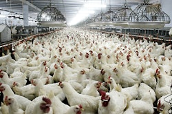 boiler Chickens 57fd06887fd43