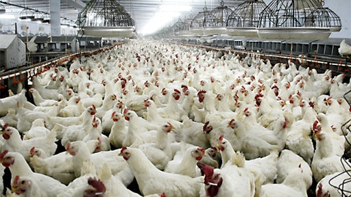boiler Chickens 57fd06887fd43