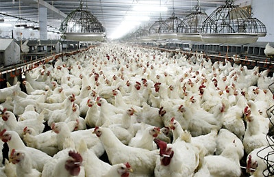 boiler Chickens 57fd06887fd43