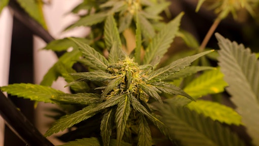 marijuana cannabis sales legal 595e87604ce84