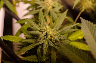 marijuana cannabis sales legal 595e87604ce84