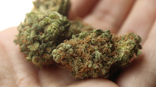 Cannabis Marijauna