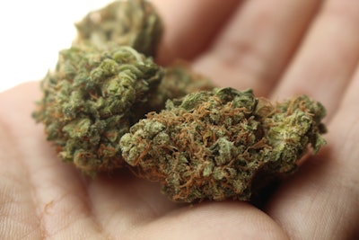 Cannabis Marijauna
