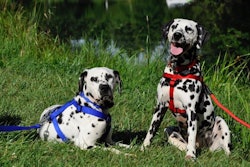 Dogs