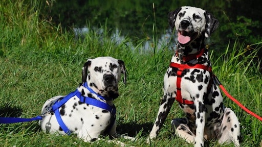 Dogs