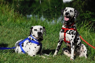 Dogs
