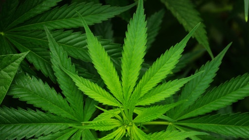 Cannabis
