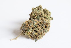 Cannabis