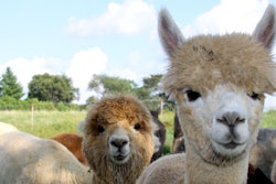 Alpaca