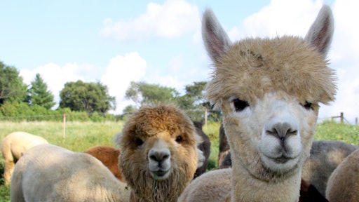 Alpaca