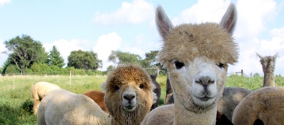 Alpaca