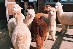 Agriculture Alpaca Animal 2253639