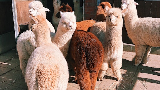 Agriculture Alpaca Animal 2253639