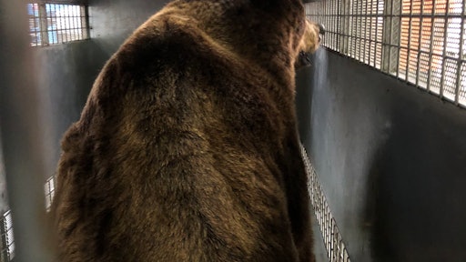 Bear