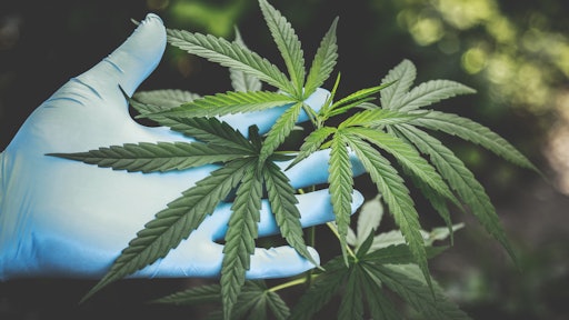 Pexels Aphiwat Chuangchoem From Pexels Cannabis