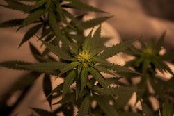 Green Cannabis Plant 2731664
