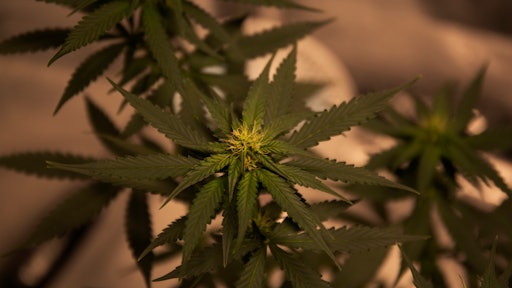 Green Cannabis Plant 2731664