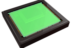 Hydra%20 Transparent