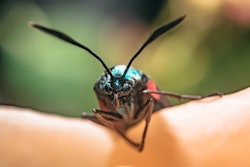 Vlad Chețan From Pexels