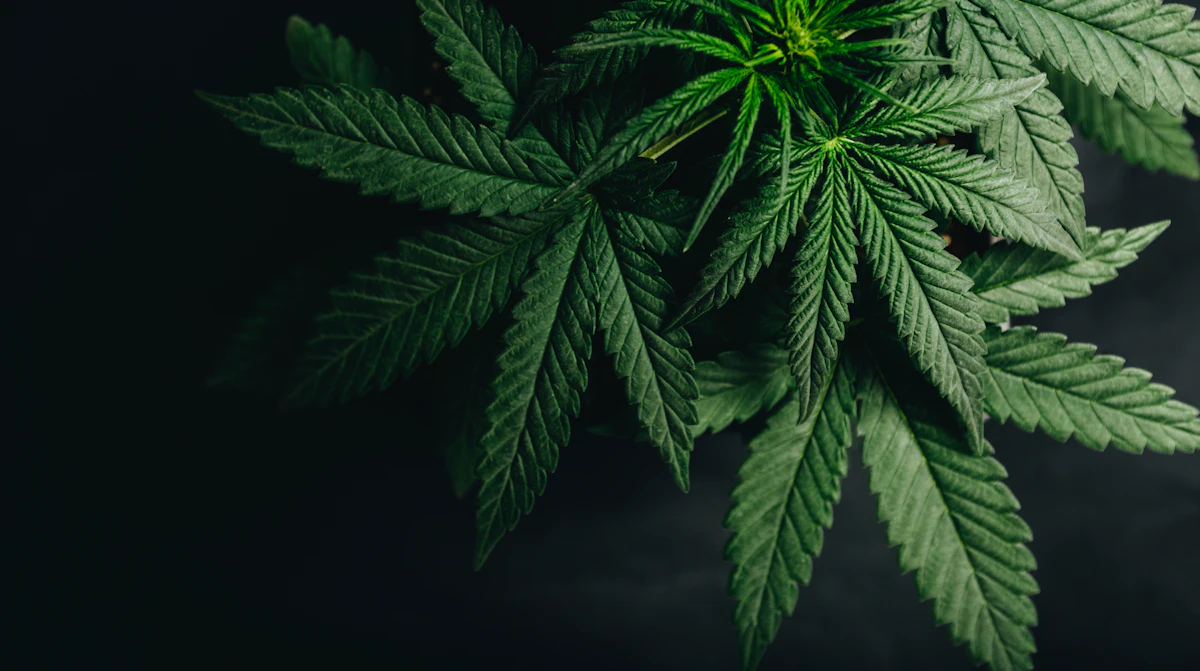 CargoChain Partners With FileVision for Cannabis Tracking Solution - Vimarsana News