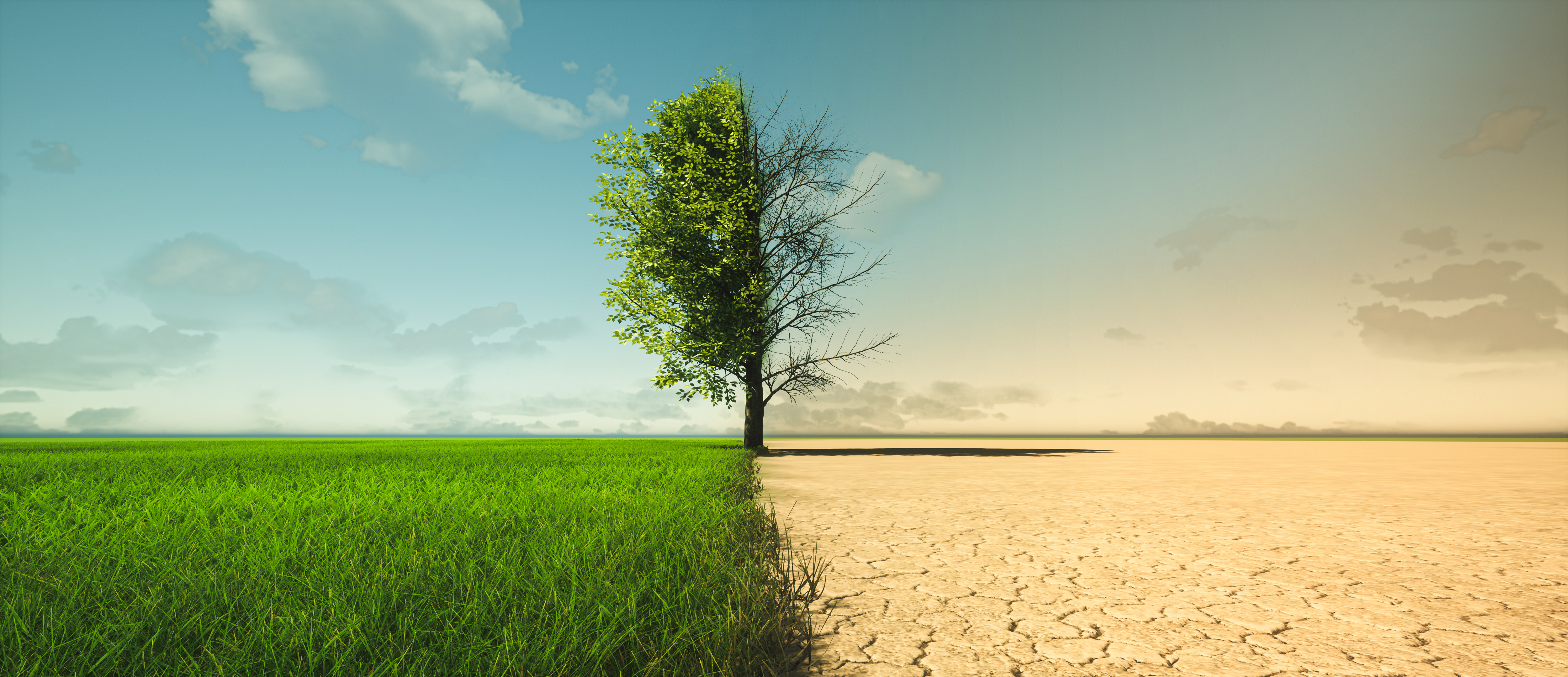 Single tree dividing lush green field from barren cracked desert landscape under cloudy sky